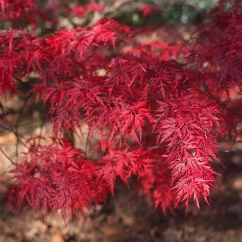 Acer palmatum 'Red Dragon' (Laceleaf Japanese Maple) - 100cm