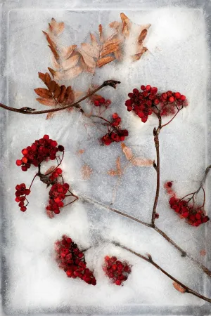 Ash Berries No. 1