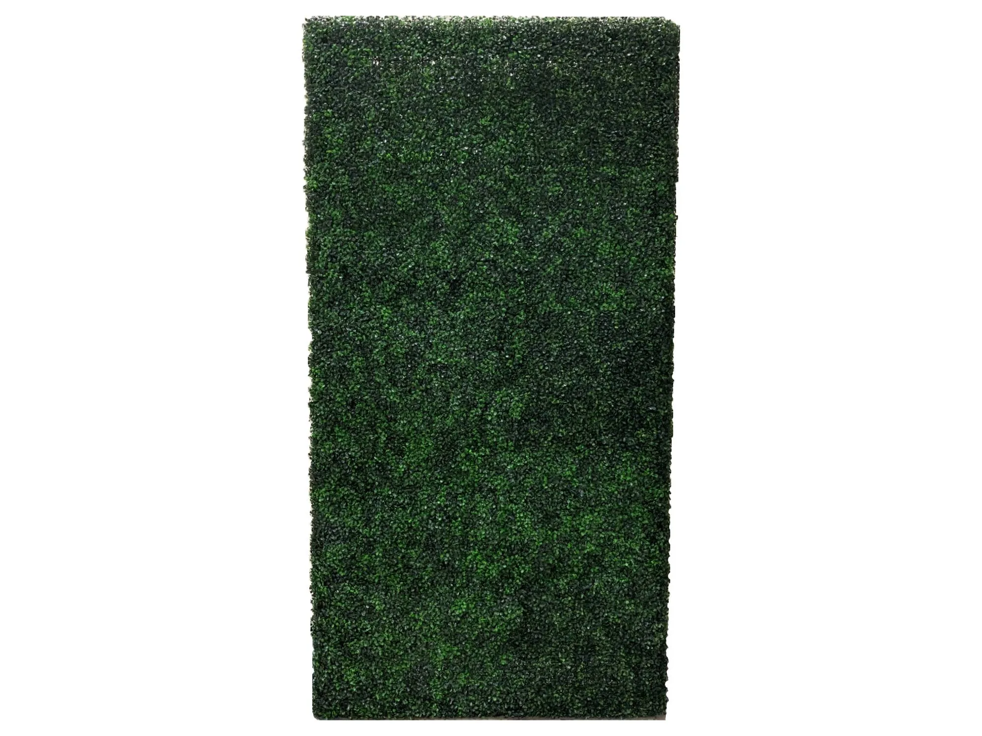 BOXWOOD HEDGE WALL | 4' X 8'
