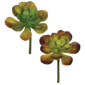 Echeveria Pick - Assorted Styles