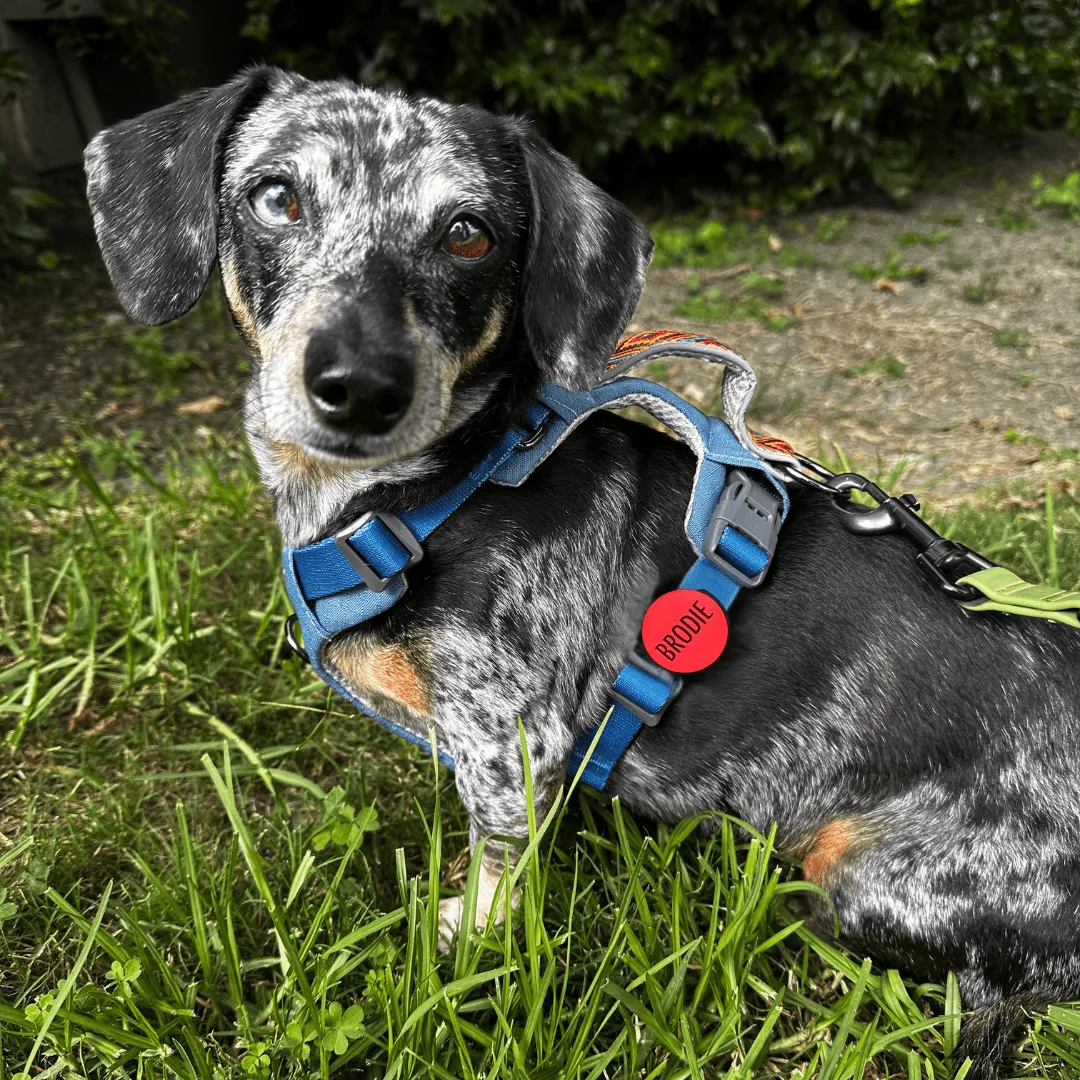 Glow In The Dark Slide-On Pet ID Tag | Custom Design