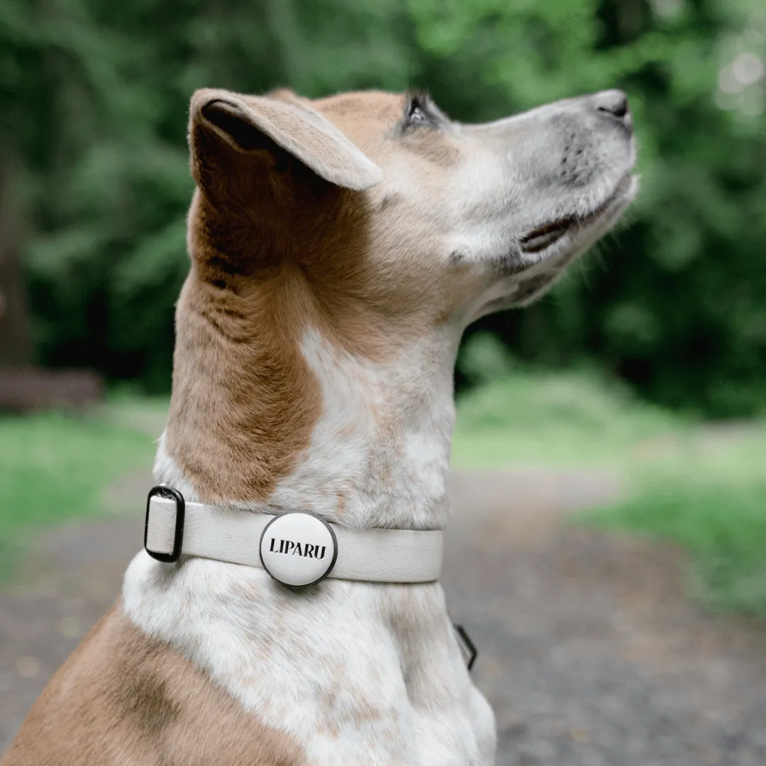 Glow In The Dark Slide-On Pet ID Tag | Custom Design