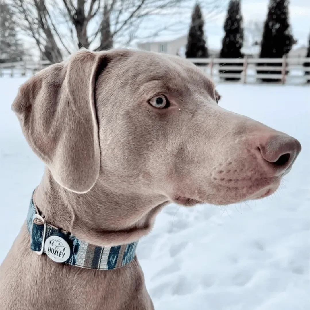 Glow In The Dark Slide-On Pet ID Tag | Custom Design