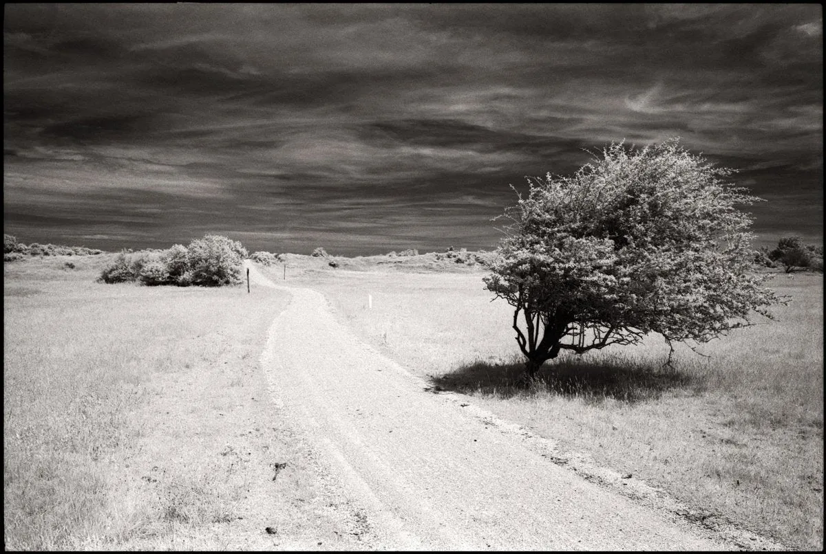 Rollei Infrared - 35mm Film