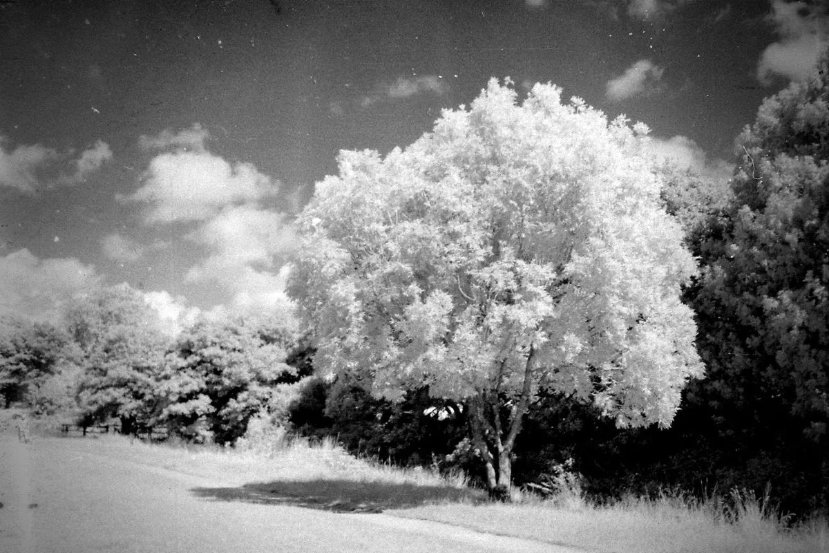 Rollei Infrared - 35mm Film