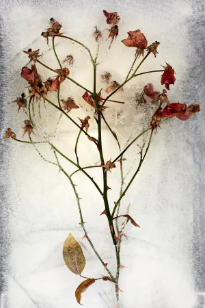 Roses No. 4