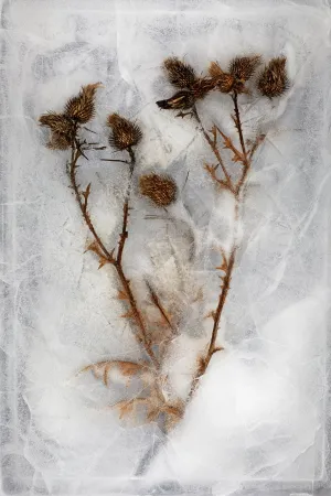Thistles No. 1